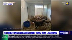 Nice: une plainte déposée après la découverte de 40 moutons dans un appartement