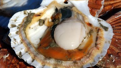 Coquille Saint-Jacques