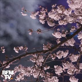 À Tokyo, la floraison des cerisiers offre un spectacle féerique pour l’arrivée du printemps