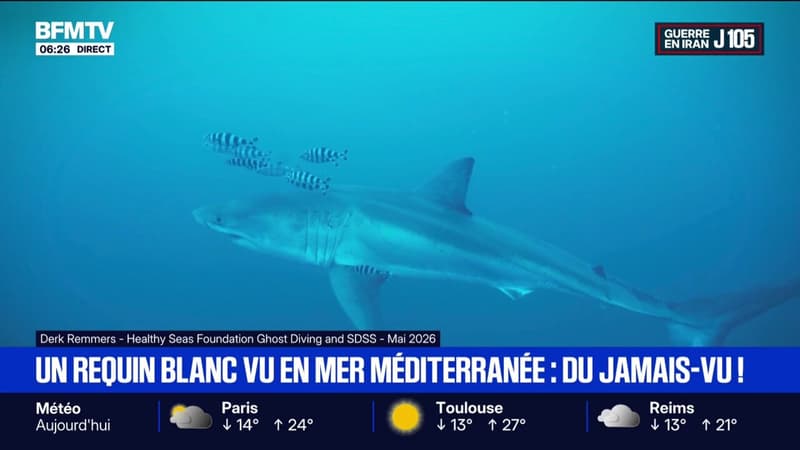 Des plongeurs ont fait une rencontre extrêmement r