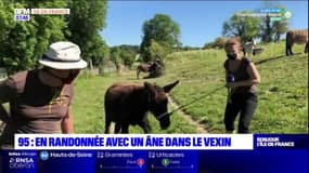 Val d'Oise: à la découverte du parc du Vexin avec des ânes