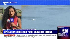 Comment l'opération de sauvetage du béluga coincé dans la Seine va se dérouler ?