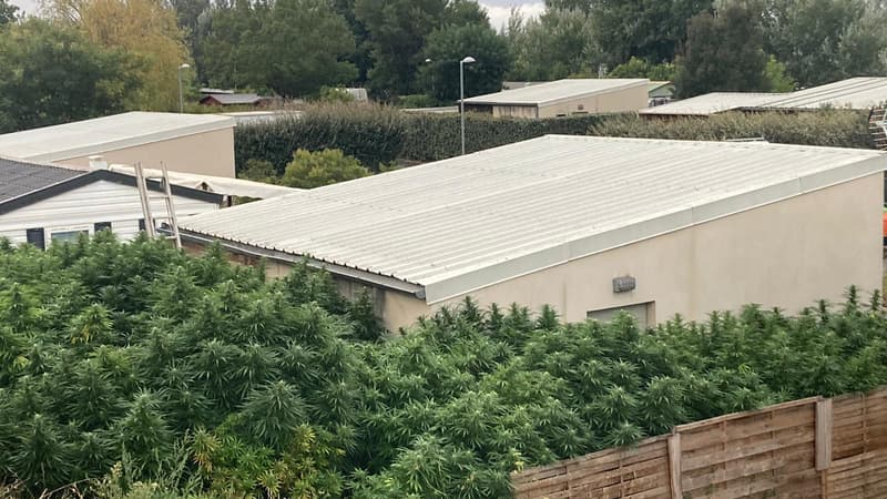 Les plants de Cannabis ont été découverts par la police