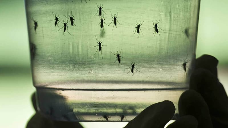 Le moustique-tigre peut transmettre la dengue, le chikungunya, mais également le virus Zika.