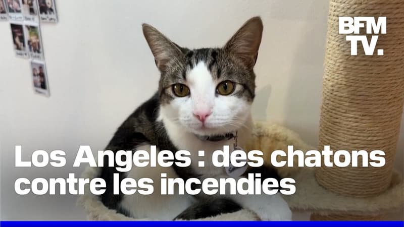 Ce bar à chats de Los Angeles propose des câlins gratuits pour les victimes des incendies