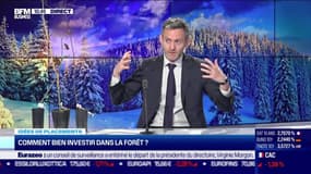 Idée de placements: Comment bien investir dans la forêt ? - 06/02