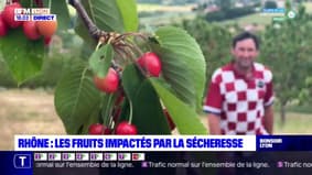 Rhône : les fruits impactés par la sécheresse