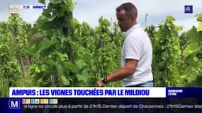 Ampuis : les vignes touchées par le mildiou