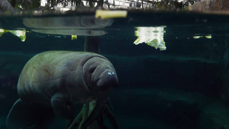 L'un des deux lamantins du Zoo de Vincennes, le 8 avril 2014.