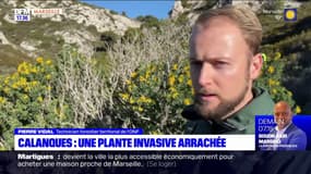 Une opération de défrichage organisée dans les calanques pour arracher une plante invasive