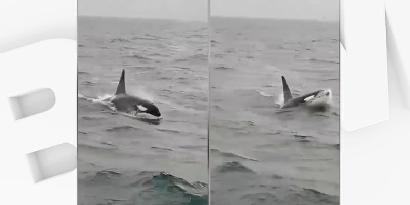 Des images de l'orque le 5 avril 2022 dans la baie de la Seine