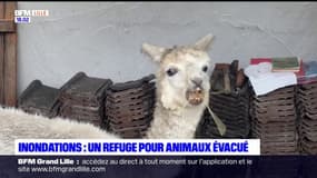 Pas-de-Calais: les animaux du parc pédagogique Nature du Marais évacués