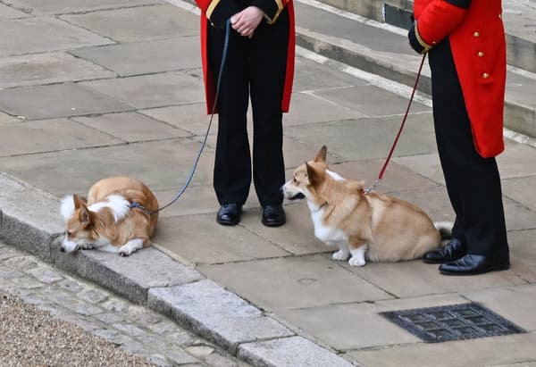 The Queen's corgis, Muick and Sandy, inside Windsor Castle on September 19, 2022, ahead of the Queen Elizabeth II memorial service.
