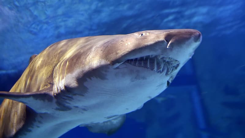 Un jeune homme tué par un requin à La Réunion. (Photo d'illustration)
