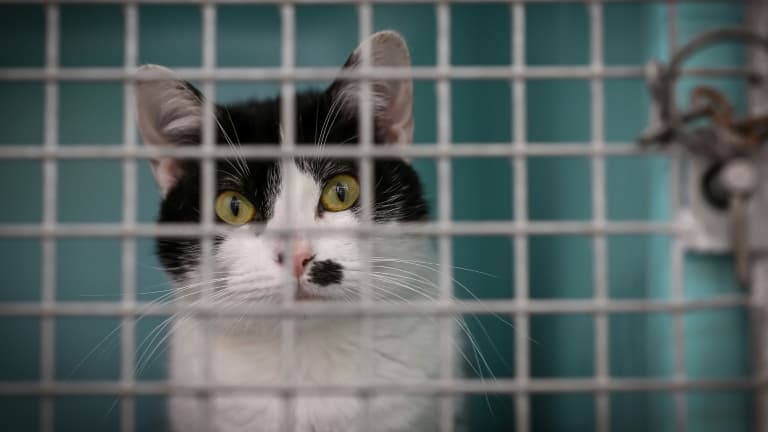 Un chat abandonné pris en charge par la Société protectrice des animaux, à Chamarande le 29 juillet 2021